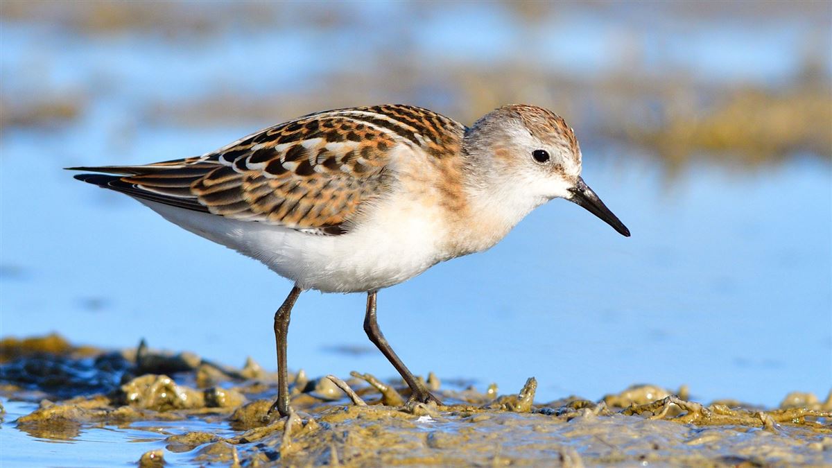 Little Stint