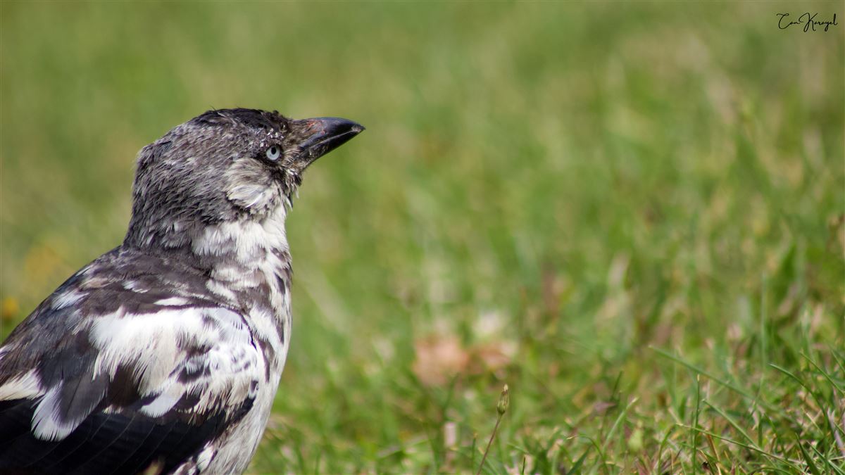 Western Jackdaw
