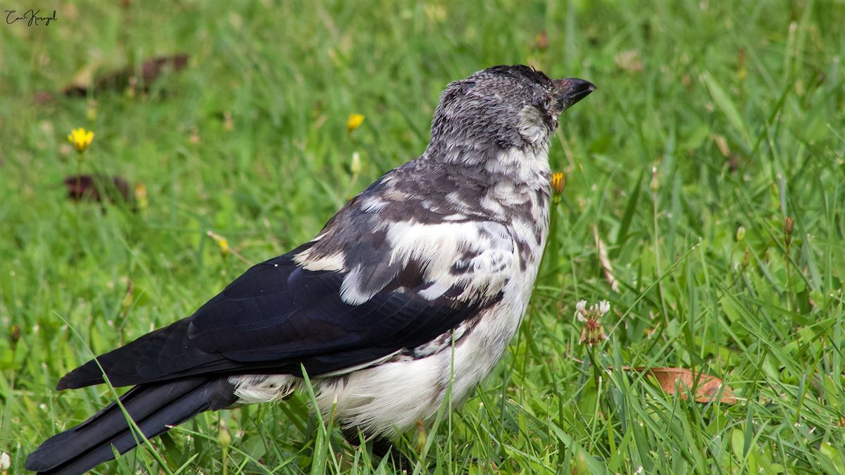 Western Jackdaw