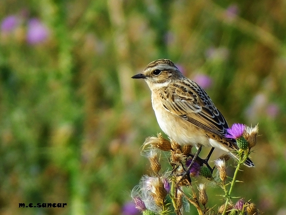 Whinchat