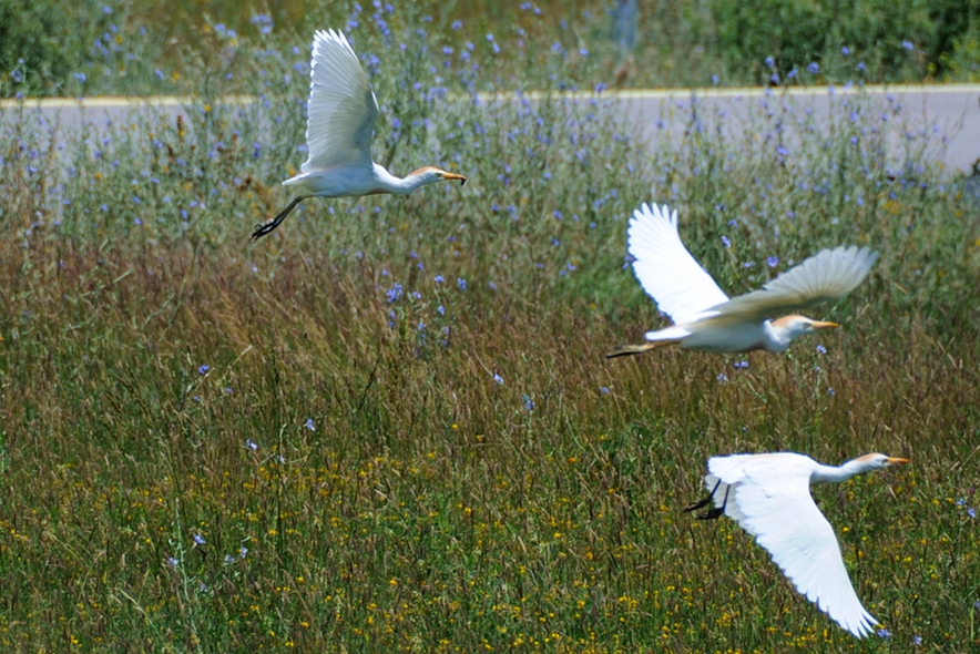 Western Cattle Egret