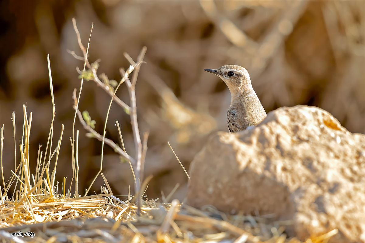 Northern Wheatear