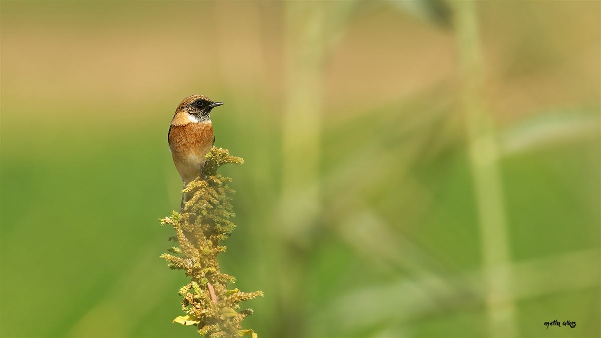 European Stonechat