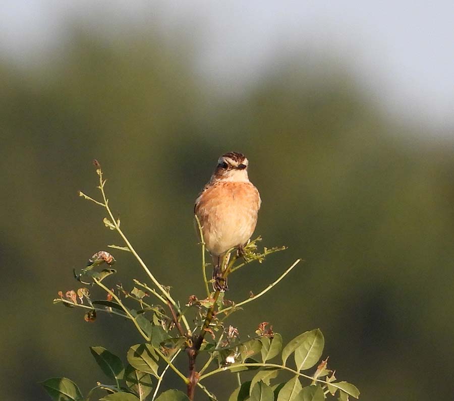 Whinchat
