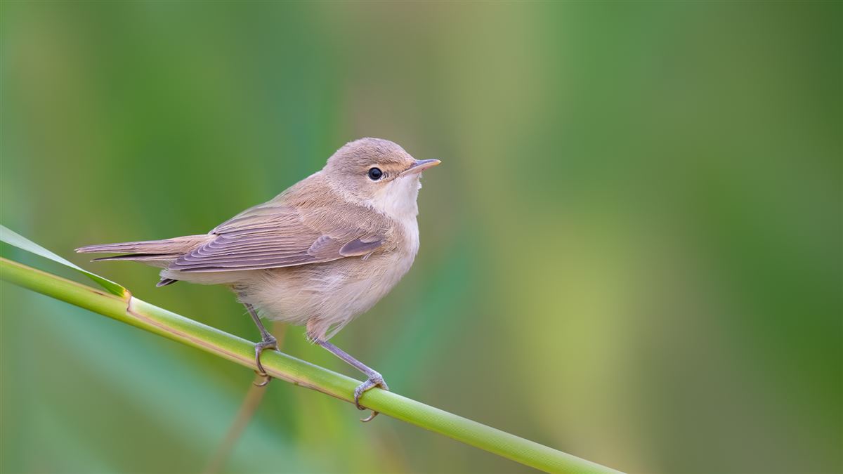 Common Reed Warbler