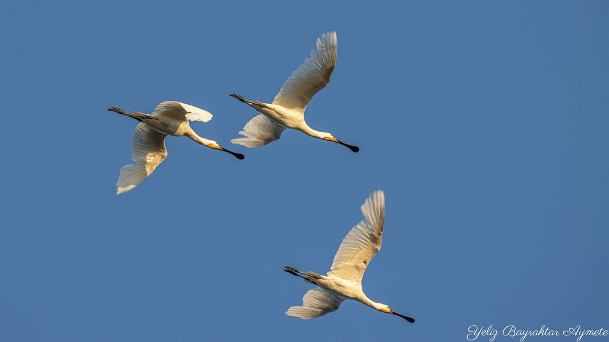 Eurasian Spoonbill