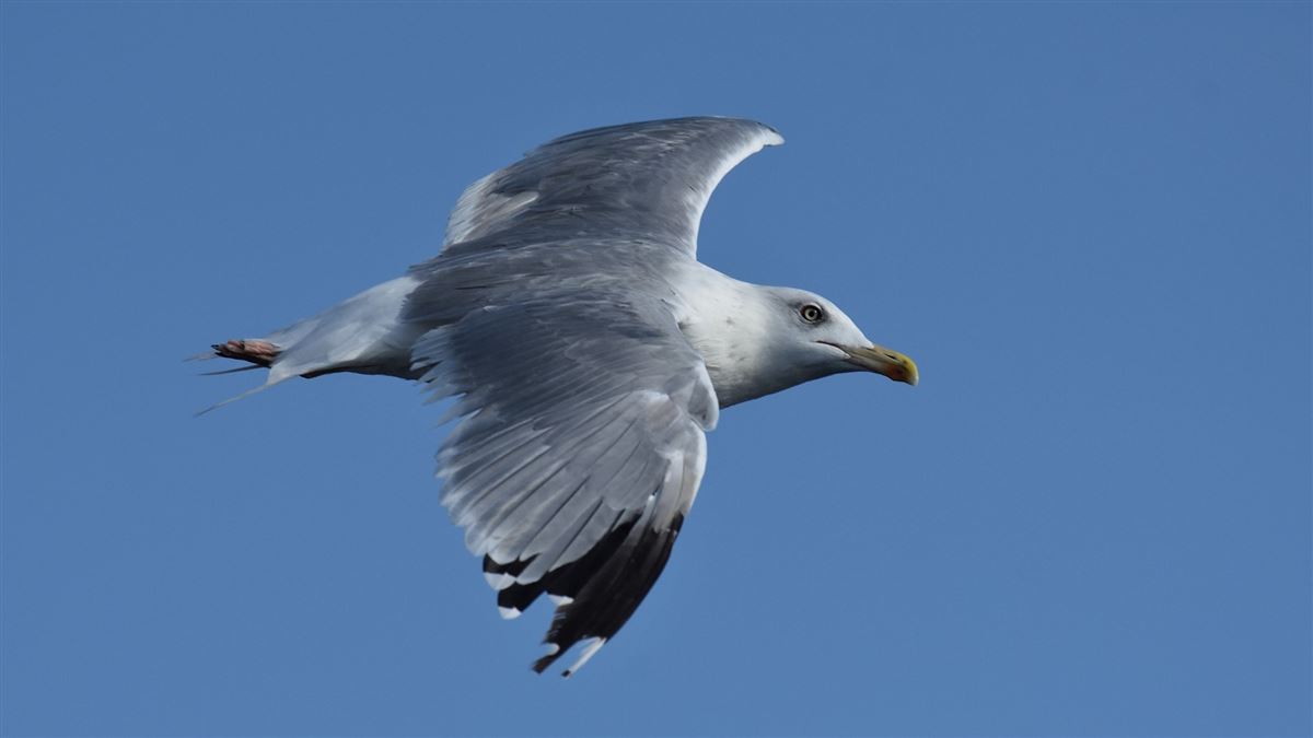 Yellow-legged Gull