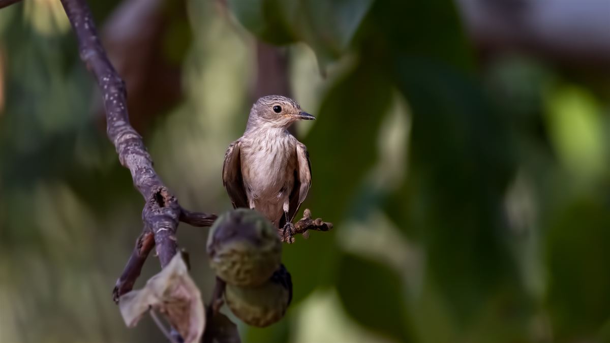 Spotted Flycatcher