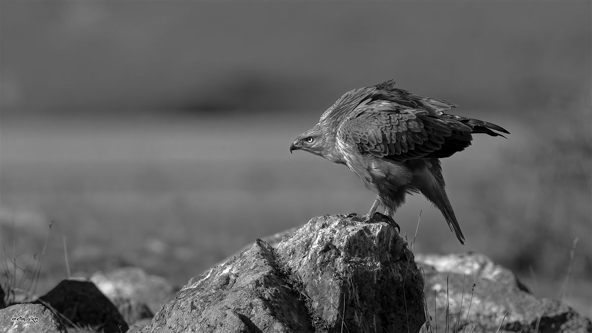Long-legged Buzzard