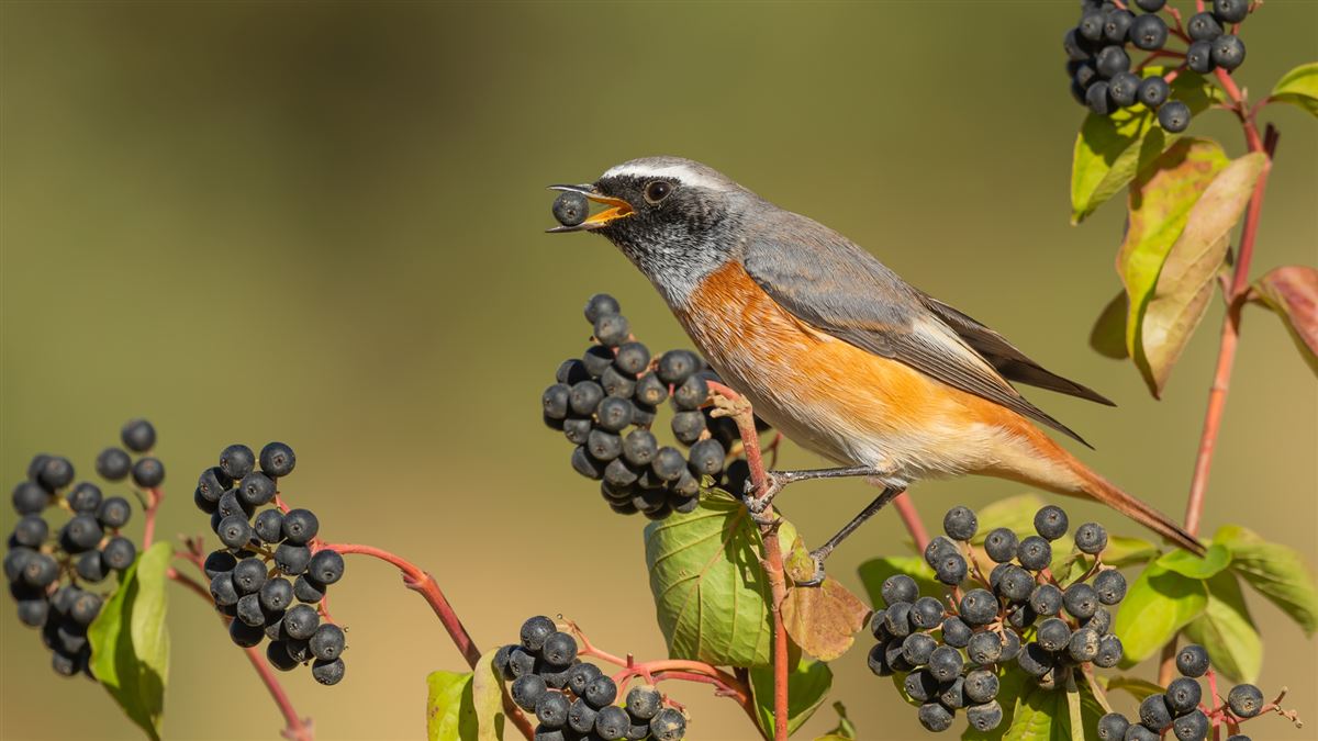 Common Redstart