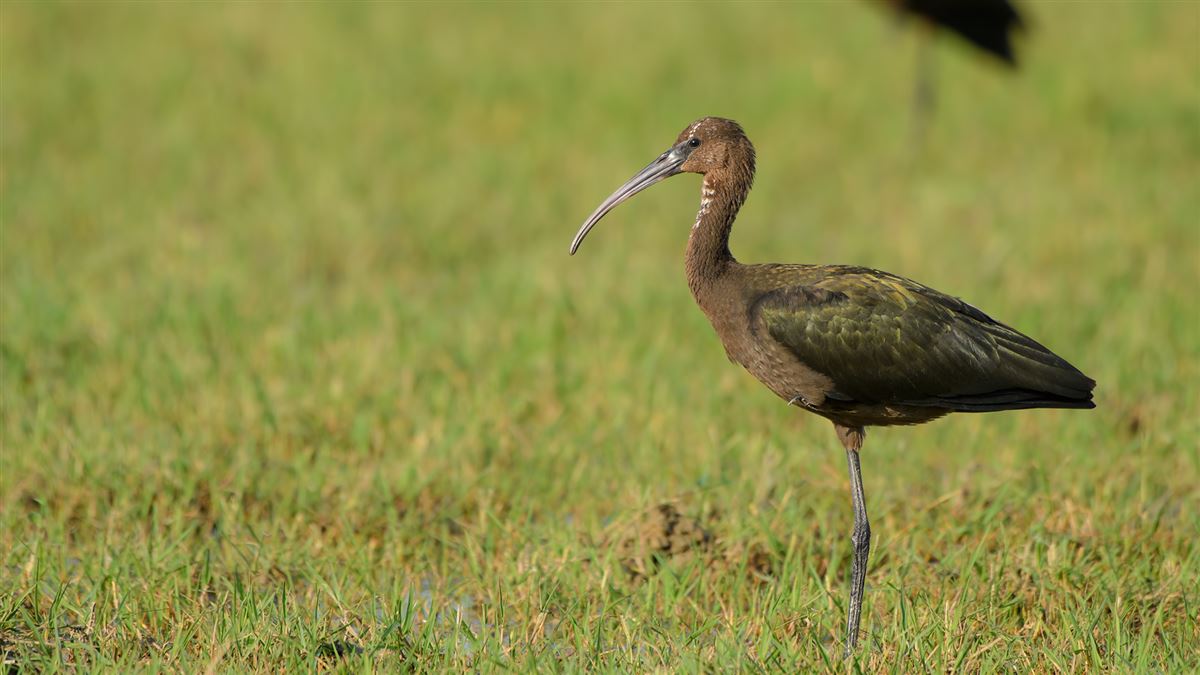 Glossy Ibis