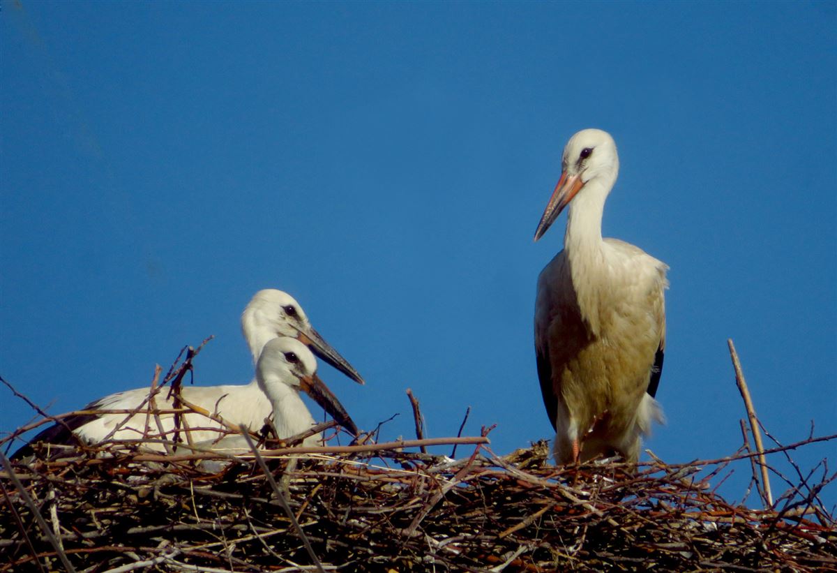 White Stork