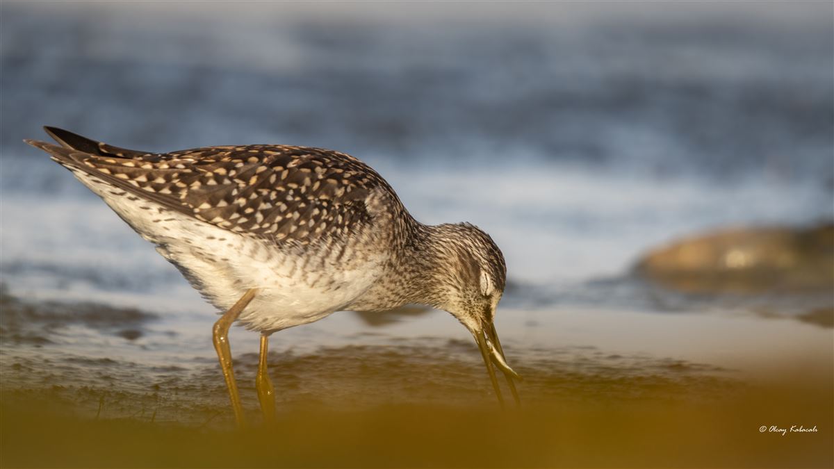 Wood Sandpiper