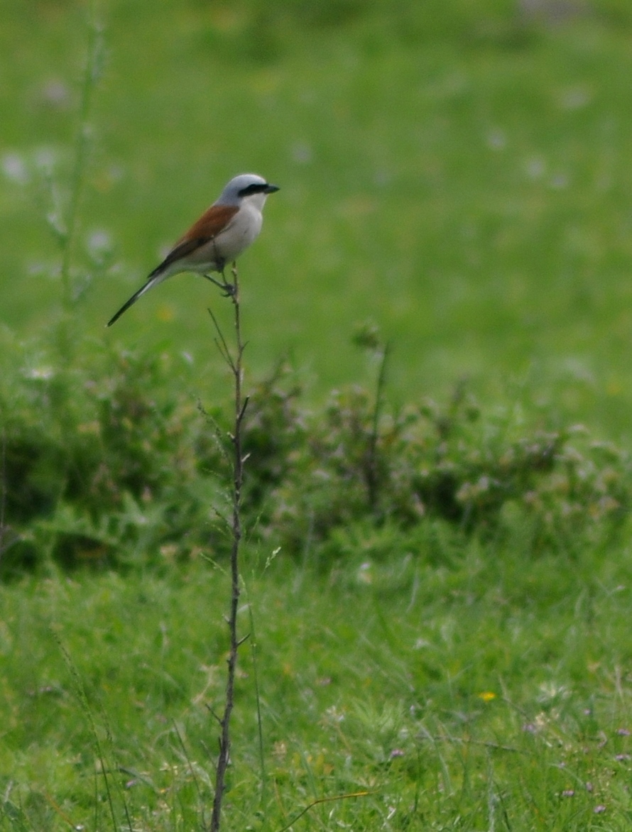 Red-backed Shrike