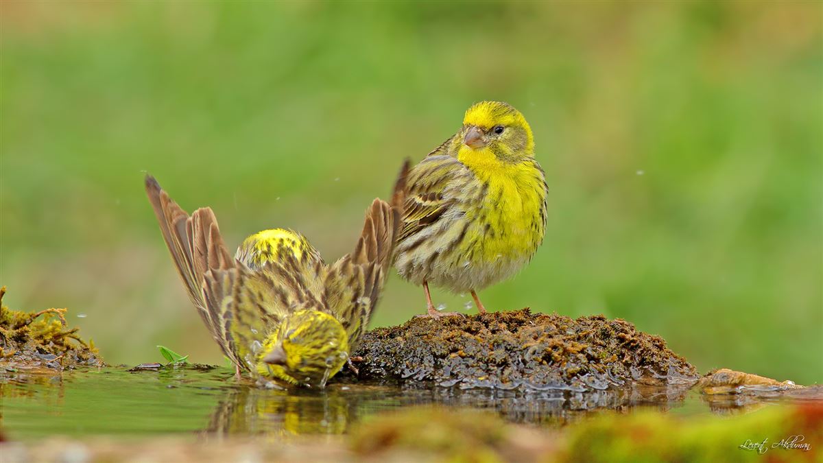European Serin