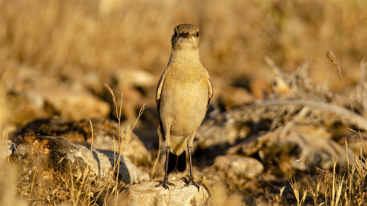 Isabelline Wheatear