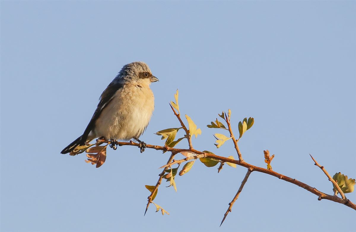 Red-backed Shrike