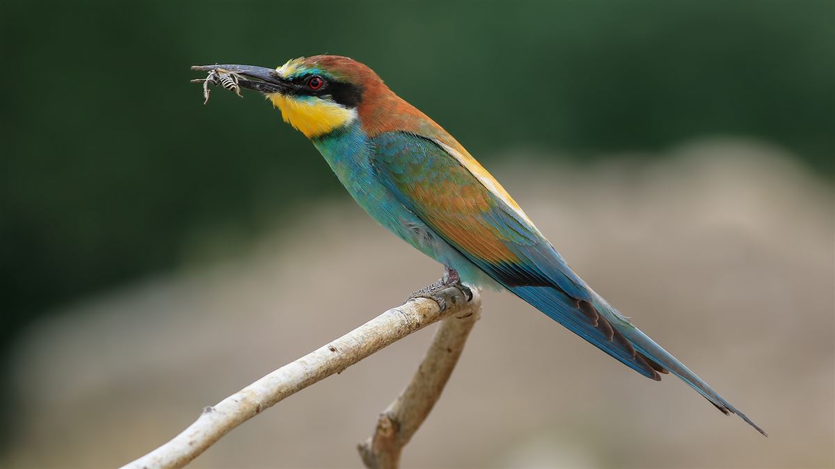 European Bee-eater
