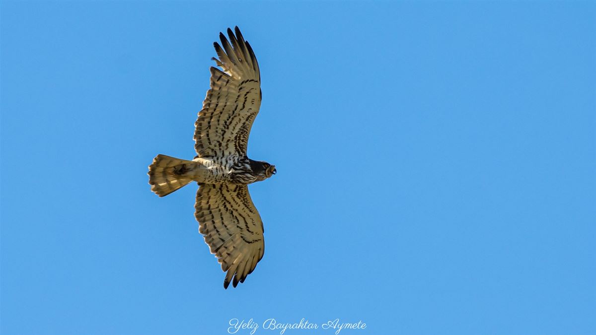 Short-toed Snake Eagle