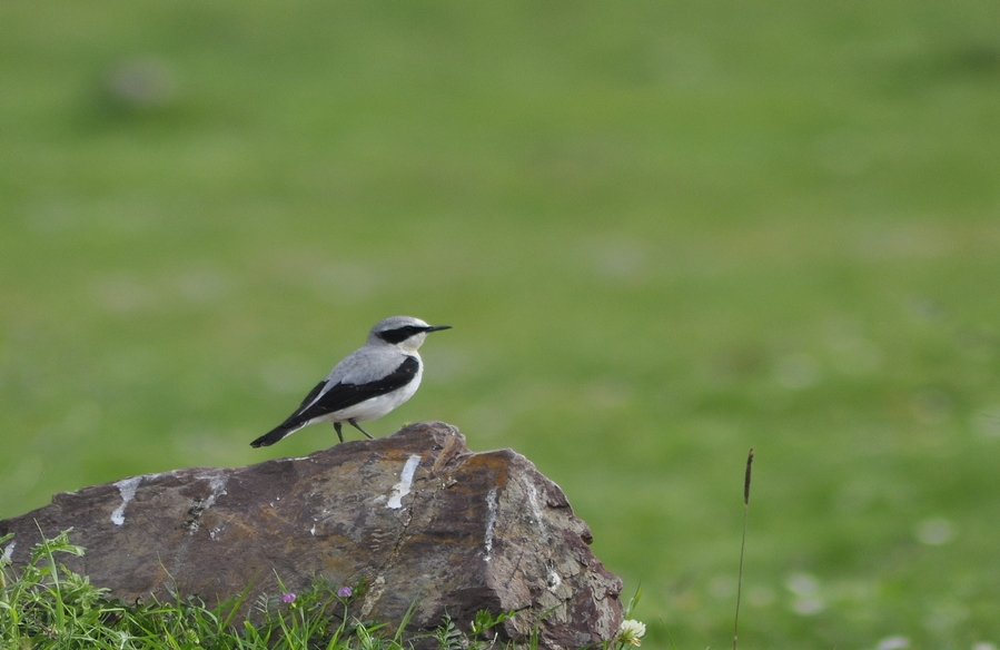 Northern Wheatear