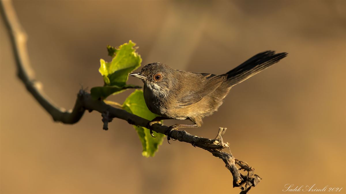 Sardinian Warbler