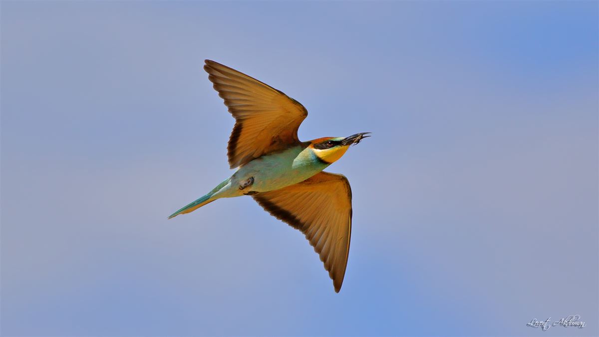 European Bee-eater