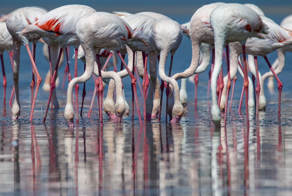Greater Flamingo