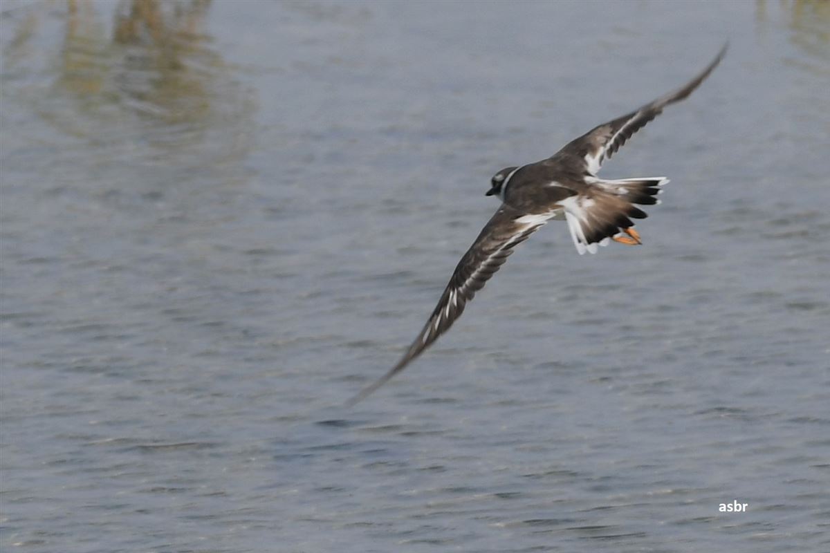 Common Ringed Plover