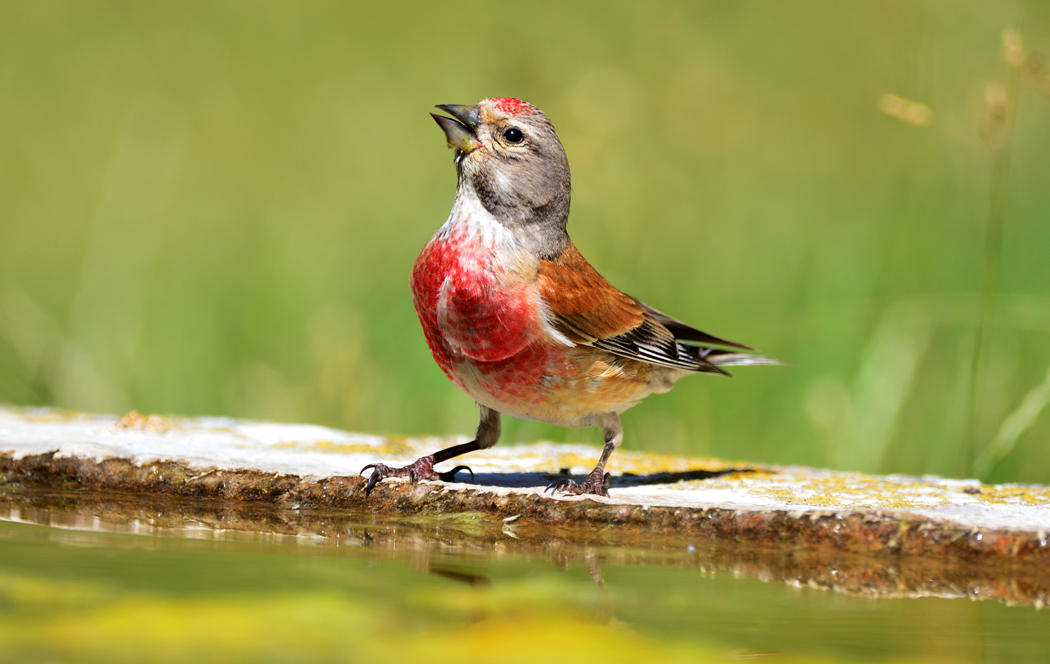 Common Linnet