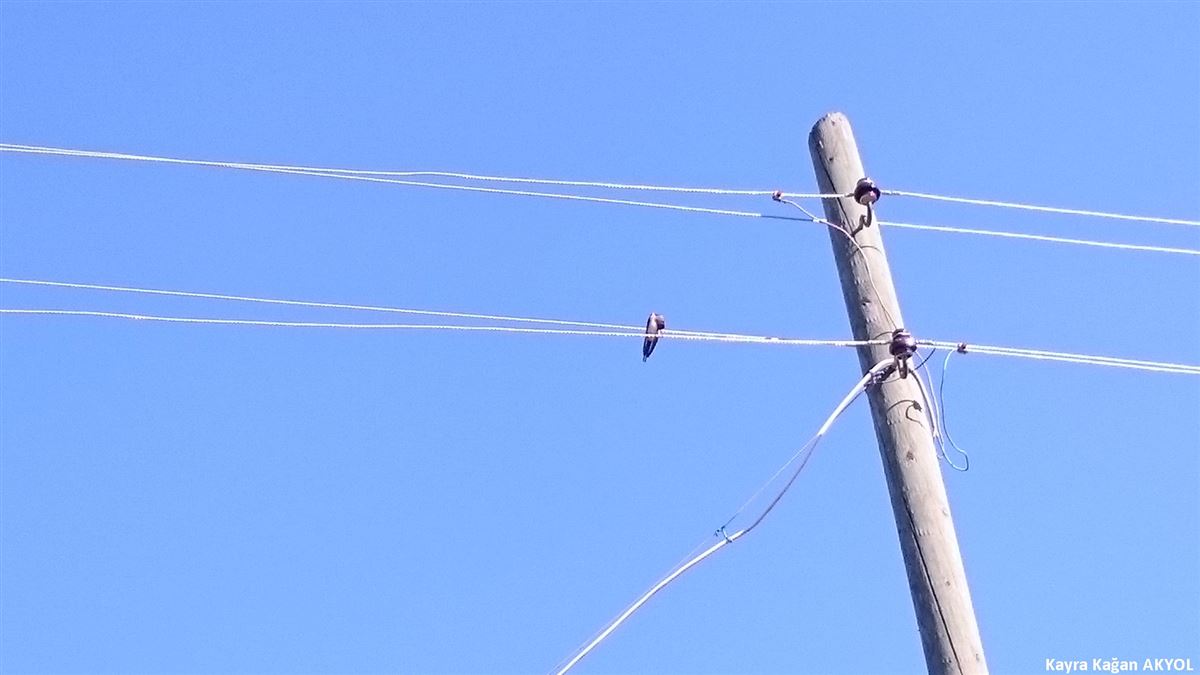 Red-rumped Swallow