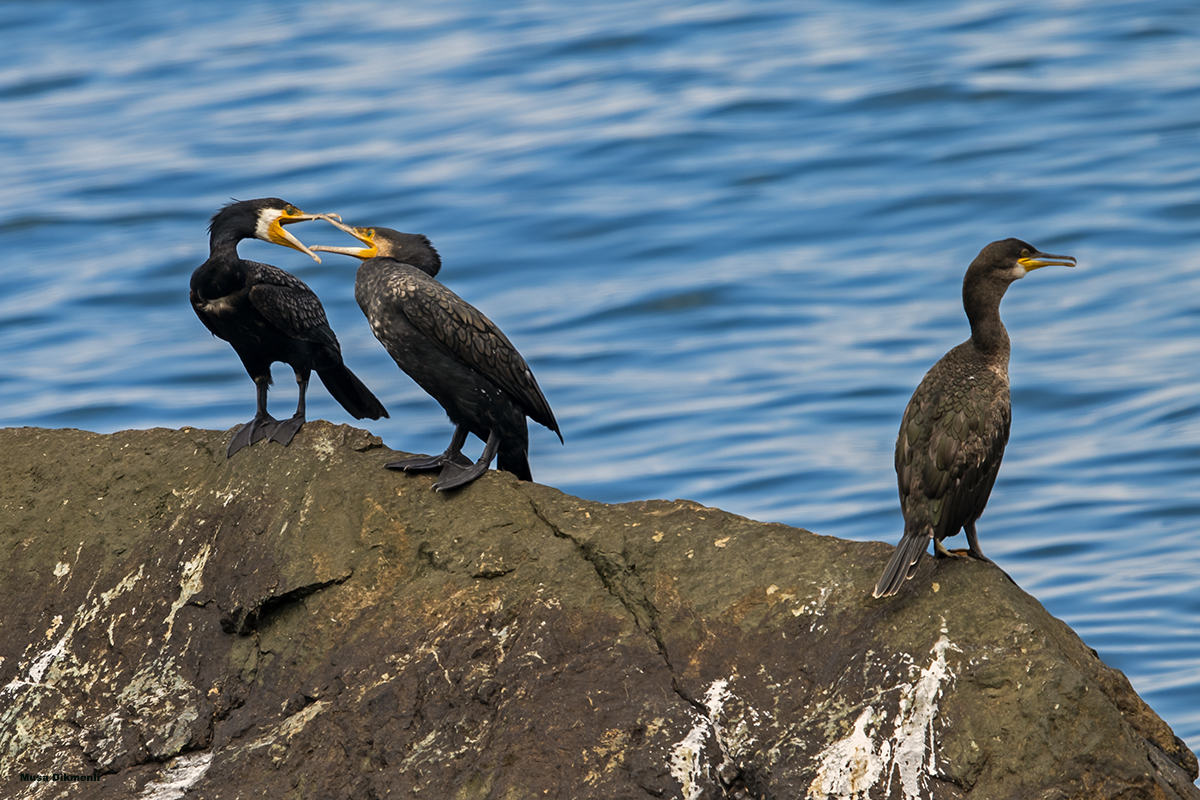 Great Cormorant