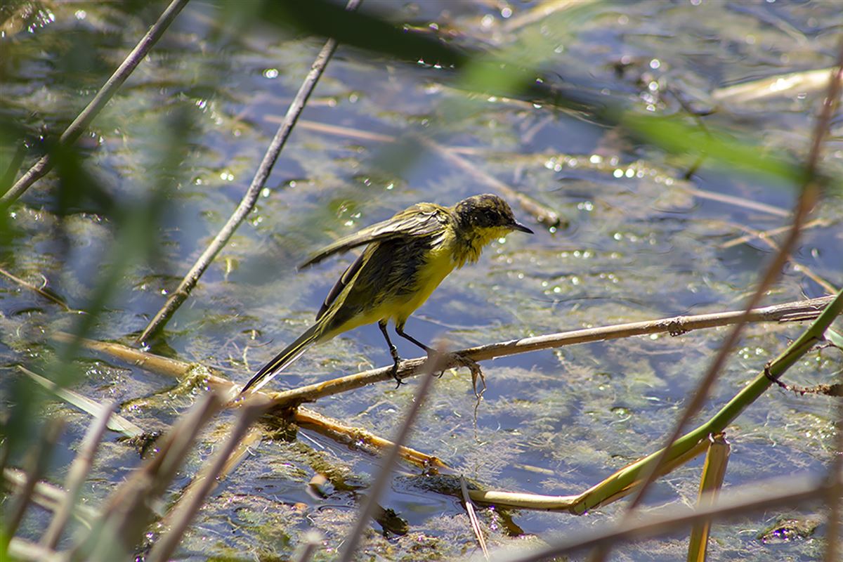 Western Yellow Wagtail