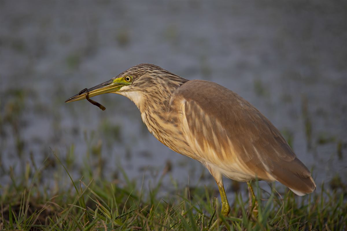 Squacco Heron