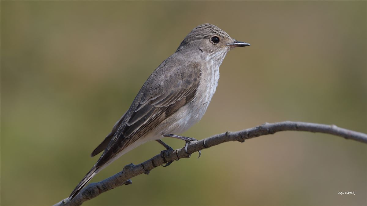 Spotted Flycatcher