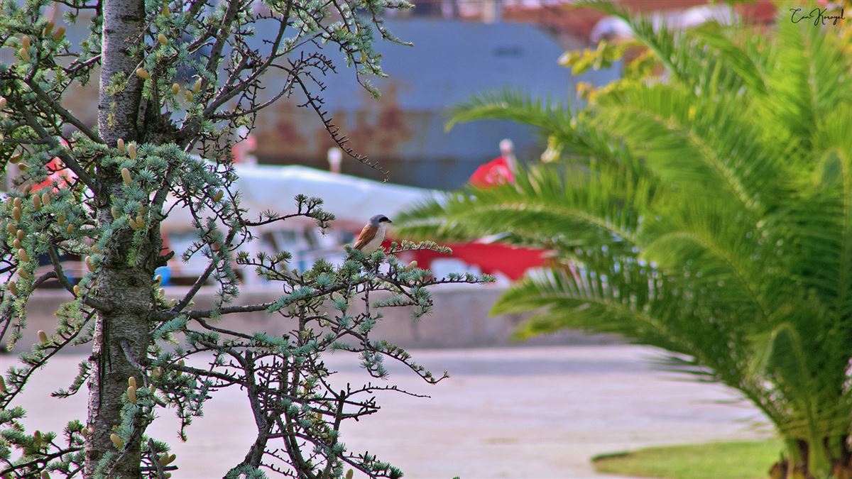 Red-backed Shrike