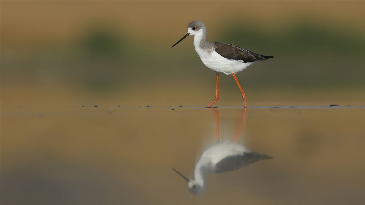 Black-winged Stilt