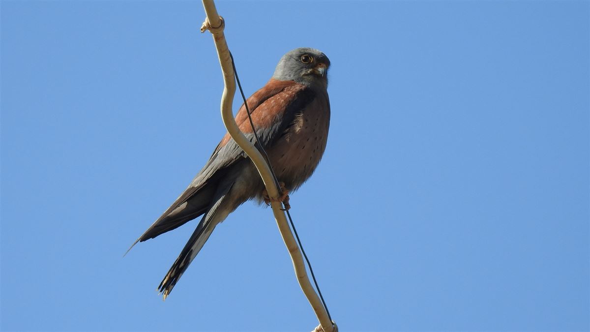 Lesser Kestrel