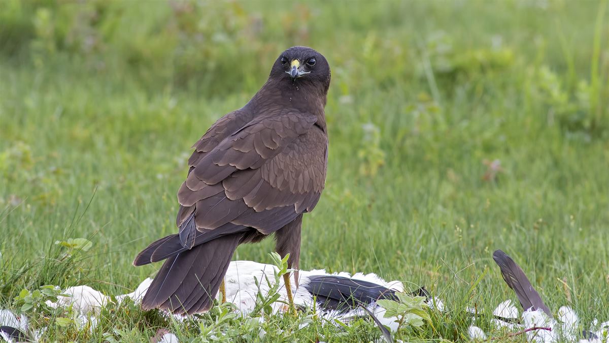 Western Marsh Harrier