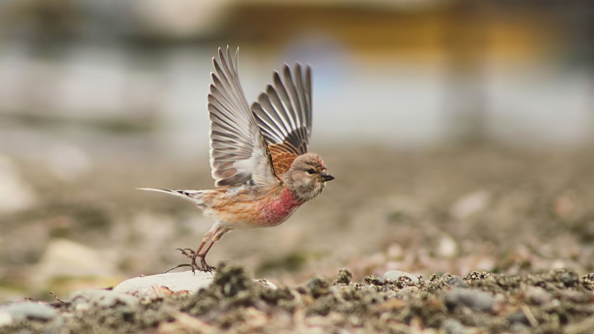 Common Linnet