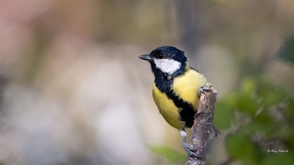 Great Tit
