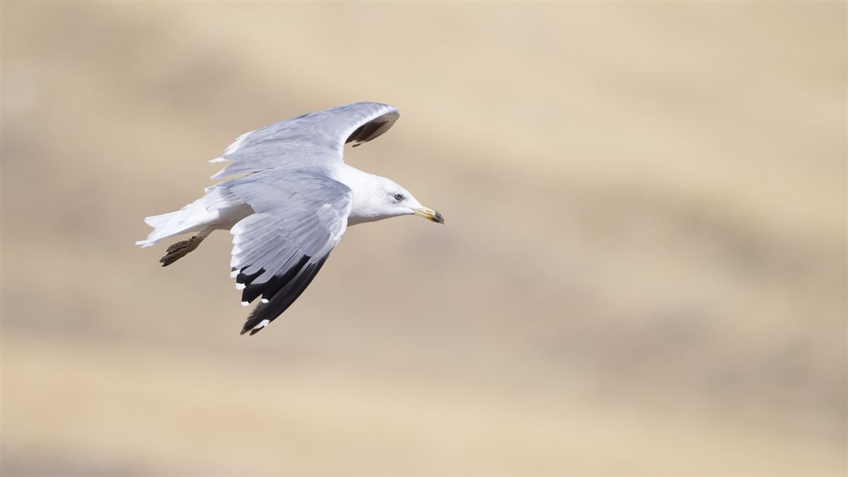 Armenian Gull