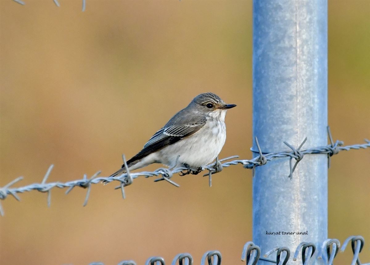 Spotted Flycatcher