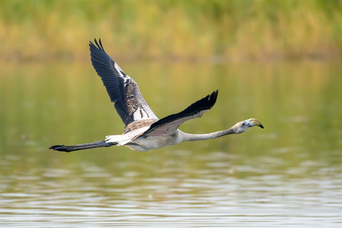 Greater Flamingo