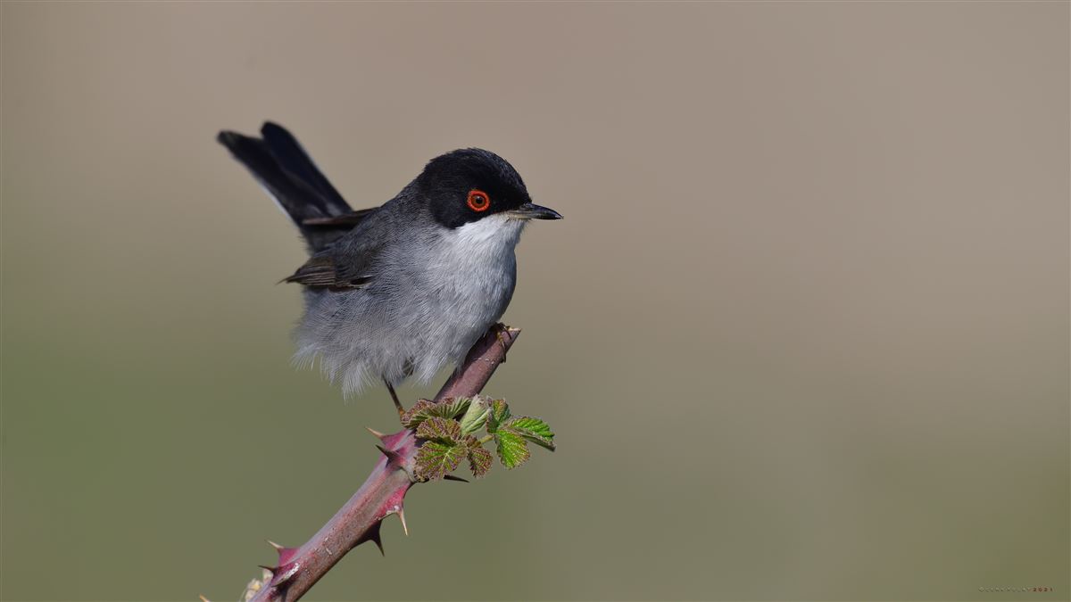 Sardinian Warbler