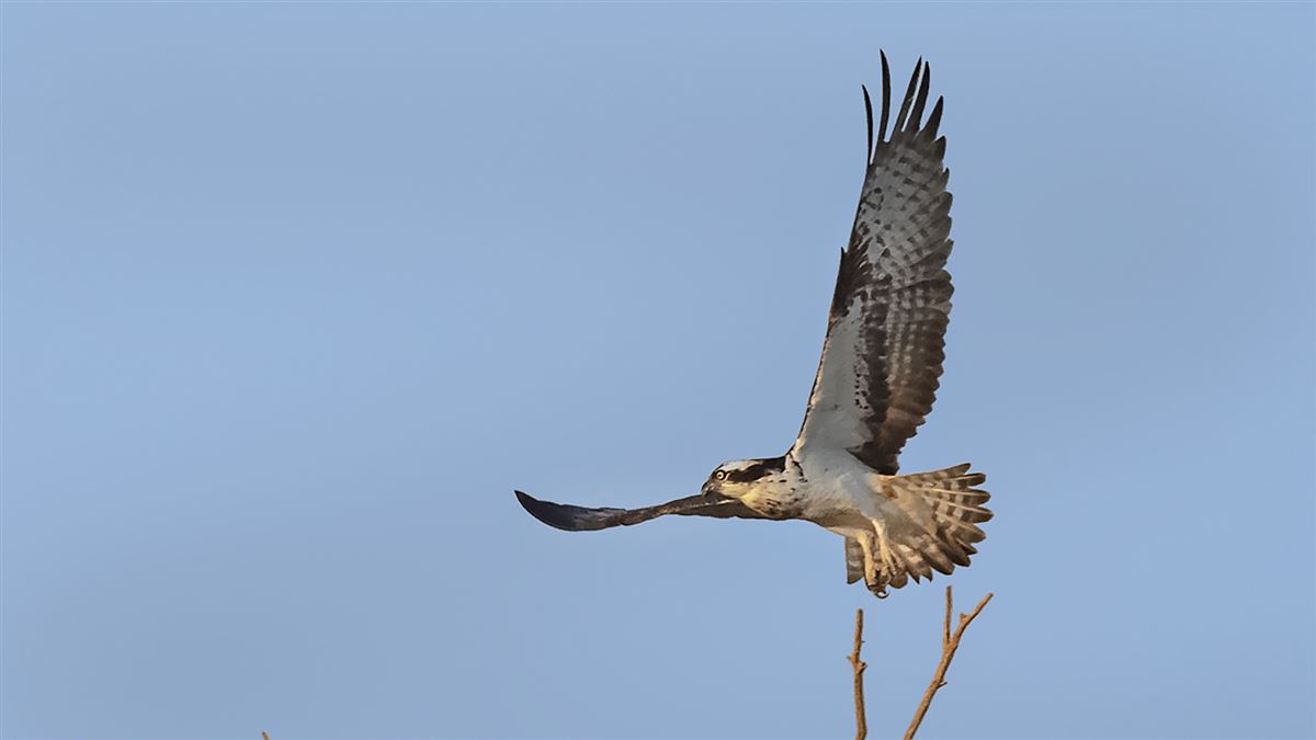 Osprey