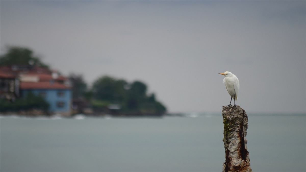 Western Cattle Egret