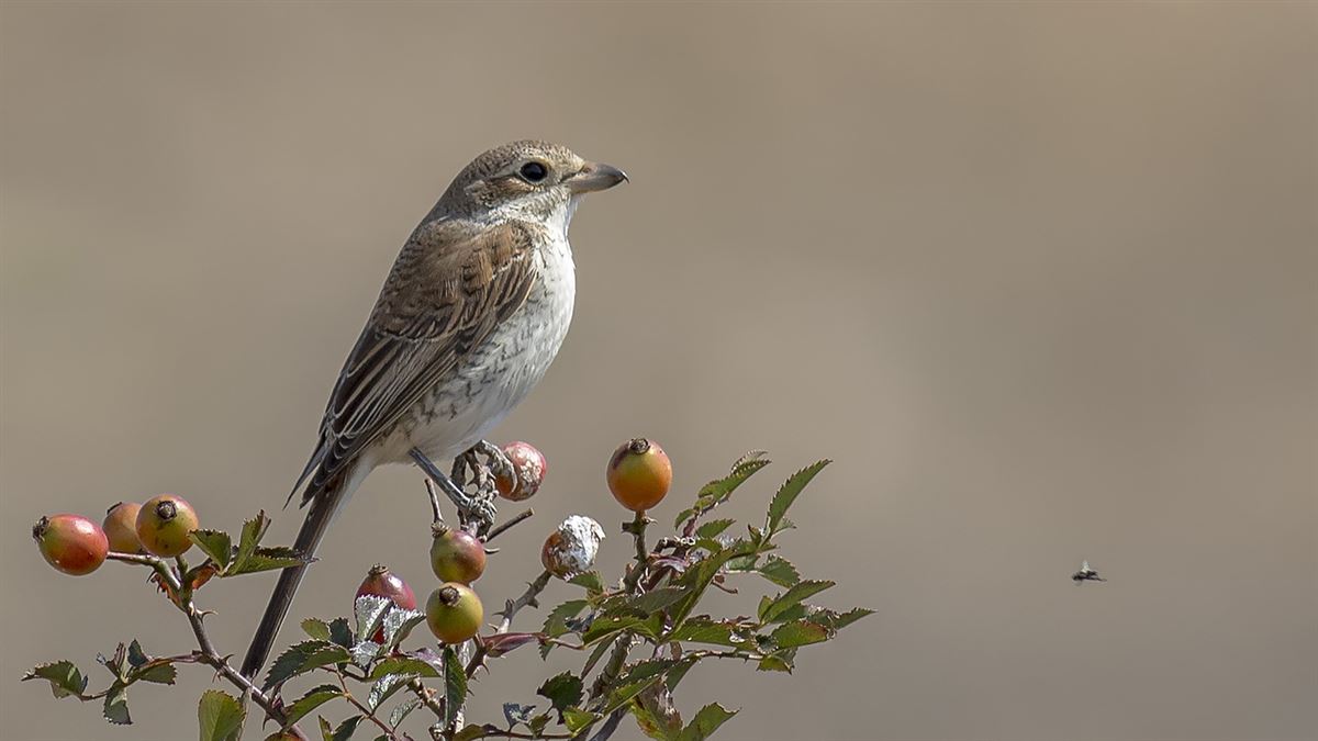 Red-backed Shrike