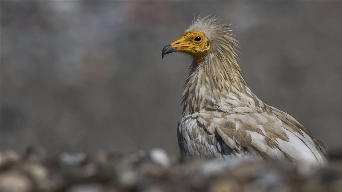 Egyptian Vulture