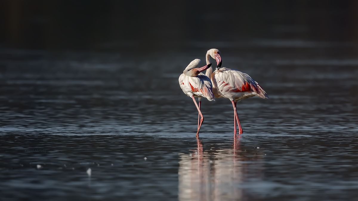 Greater Flamingo