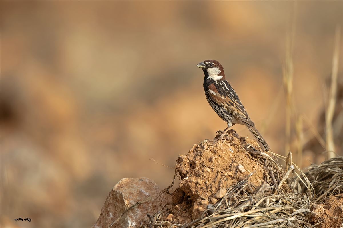 Spanish Sparrow